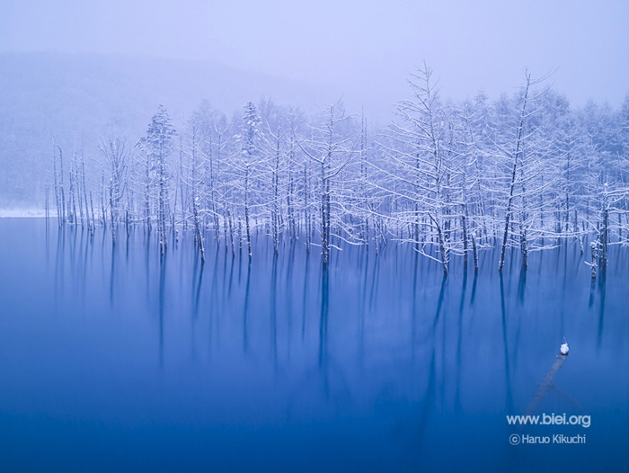 自然の神秘お織りなす美瑛の青い池 コイチャのｅｎｊｏｙｌｉｆｅ