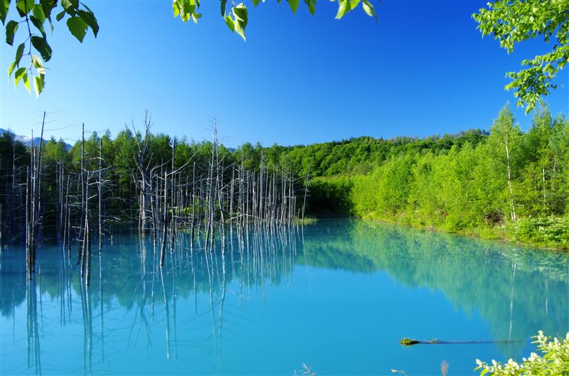 自然の神秘お織りなす美瑛の青い池 コイチャのｅｎｊｏｙｌｉｆｅ